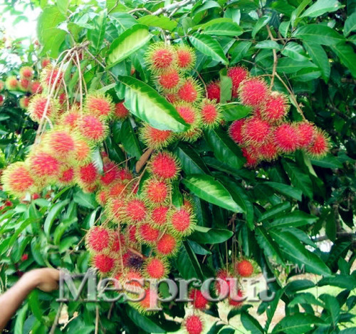 5pcs Rambutan Seed Red Fruits Malaysia Miracle Fruit Seeds Plant Giant Plant Tree New Outdoor Vegetable Fruit Jardin Pots