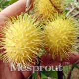 5pcs Rambutan Seed Red Fruits Malaysia Miracle Fruit Seeds Plant Giant Plant Tree New Outdoor Vegetable Fruit Jardin Pots