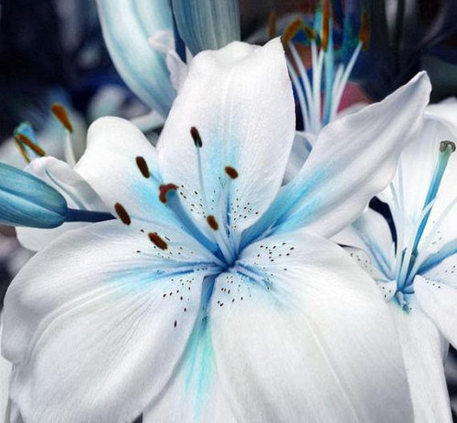 50 Seeds Blue Heart Lily Plant Seeds Heirloom Lilium Lily Flower Fragrant Perennial Flower Cheap Optimized