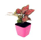 100Pcs Rare Aglaonema spp Seeds High Humidity Easy Grow Office Desk Bonsai Air Freshening Plants Radiation Protect Home Garden