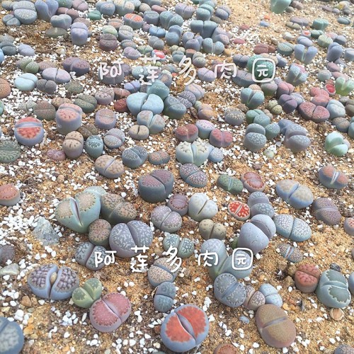 South Africa Mixed Lithops Seedlings Lovely Living Stones Plants