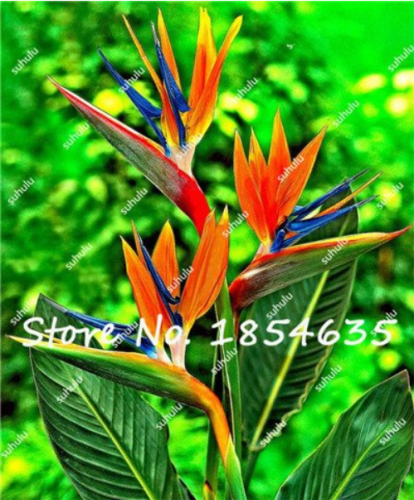 100Pcs Heliconia Seeds Rare Color Sucuulent Plant