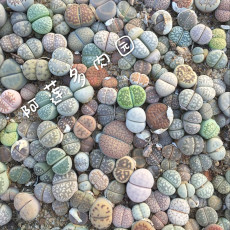 South Africa Mixed Lithops Seedlings Lovely Living Stones Plants