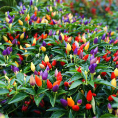 50PCS Garden Ornamental Hot Pepper Seeds