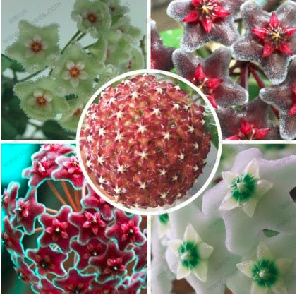 Hoya seeds, potted flower seed, variety complete Hoya carnosa seeds 100 particles / bag