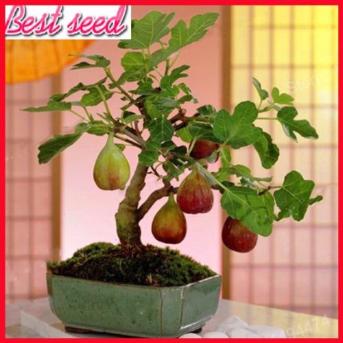 100pcs Rare Tropical Fig Seeds Mini Fig Tree Bonsai Plant seeds Rare Fruit Seeds for Home Planting Germination