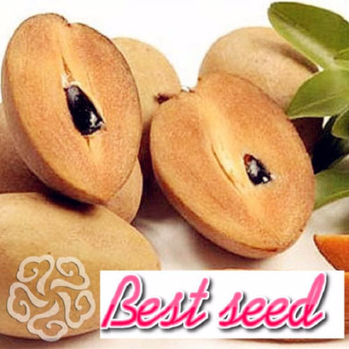 Sale Promotions 100pcs Rare Mini Manilkara Zapota Seeds Delicious Seed Easy Grow For Home Garden Germ Bonsai