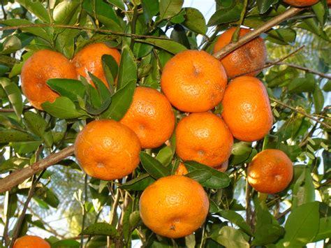 Tangerine Seeds, Sweet Citrus Tangerina Seeds, Live Fresh Seed (20 Seeds)