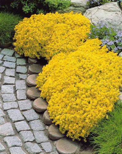 100pcs/bag Creeping Thyme Seeds Yellow Rock Cress Seeds Perennial Ground cover flower