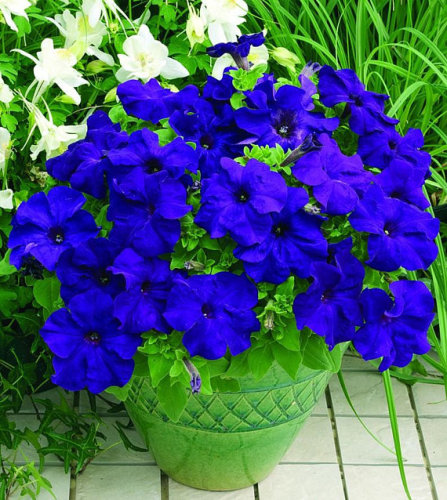 100 Seeds/pack, Rare Sky Blue Petunia Seeds Bonsai Flower Annual Morning Glory Potted Flower for DIY Home Garden Decor