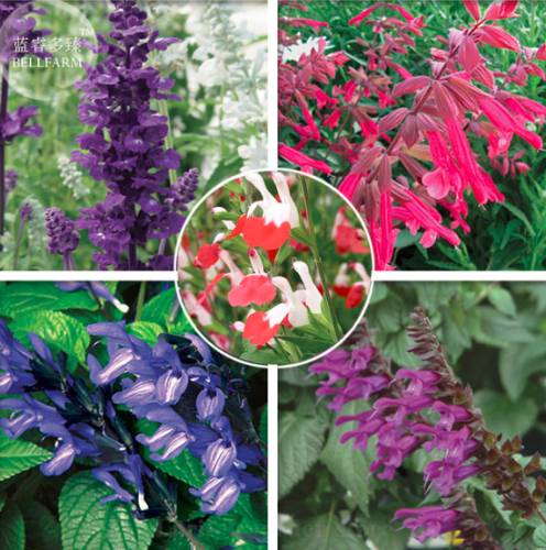 Mixed 5 Typed of Salvia with Tubular Flowers 20 Seeds