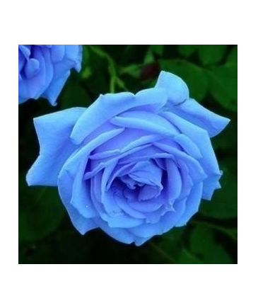 Sky Blue Rose Seeds 100+