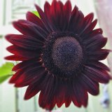 SunFlower Velvet Queen 50 seeds * Eye catching*