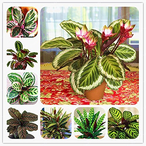 50 PCS Rare Calathea Seeds Air Freshening Plants Beautiful Flowers Seeds Office Desk Bonsai For Flower Garden Ornaments
