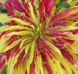 Amaranthus Tricolor Perfecta 100 seeds * Eye catching * Showy