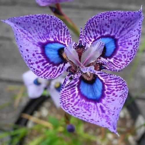 200 seeds Phalaenopsis Butterfly Orchid Seeds Flower Seeds,Orchid Plants,Orchid Plants, Easy Plant