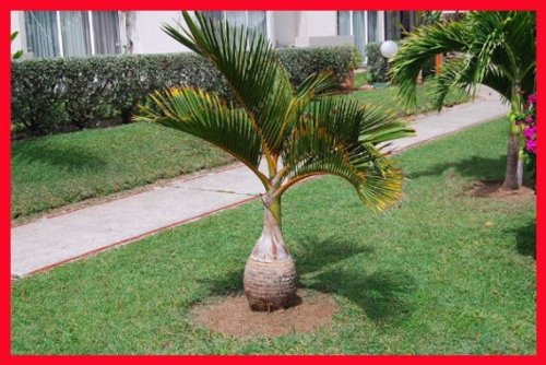 10 Pcs/bag Bottle palm tree Seeds Exotic Plants Bonsai tree Tropical Ornamental flower evergreen plant pot for home garden