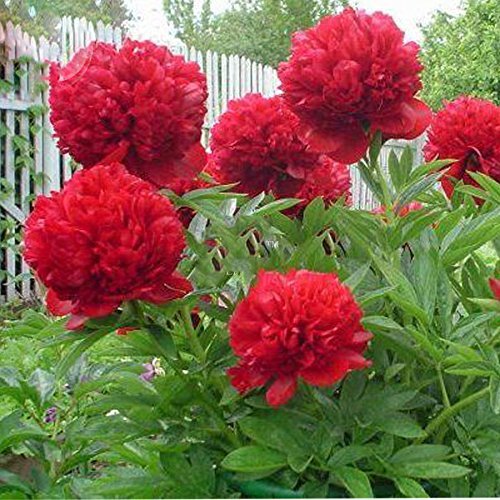 5PCS Rare 'Mudanji' Blackish Deep Red Peony Tree Seeds, Perennial big blooms for home garden double petals