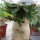 10 pcs Euphorbia stellata Rare Succulent plants seeds