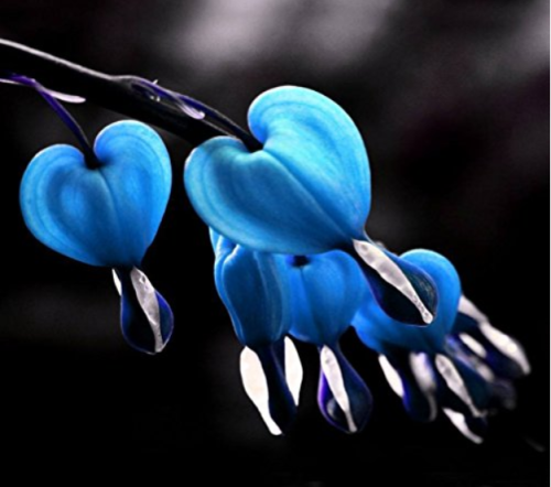10Pcs Blue Bleeding Heart Seeds