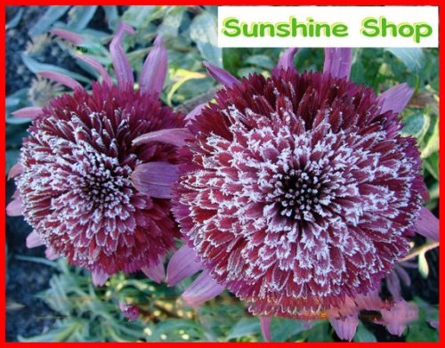 Rare 'Snow Purple' Echinacea Flower Plant Coneflower Seeds, 50 Seeds, Rare Garden Flowers Easy Care Plants
