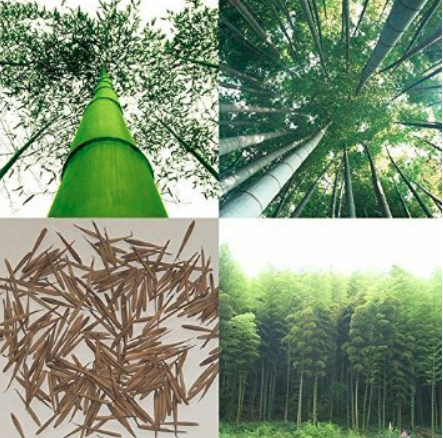 100 pcs Giant Fresh Moso Bamboo seeds