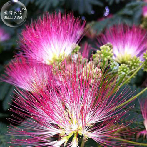 100 Seed Albizia Julibrissin Mimosa Bonsai Persian Pink DL246C