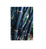 Rare Fresh Java Black bamboo seeds Gigantochloa artroviolacea 100 + seeds