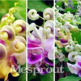 New Arrival! Great Promotions 50PCS Rare Silla Beautiful Green Snail flower vine seed easy to grow in the home garden