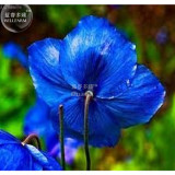 New Poppy , Himalayan , BLUE MECONOPSIS , Rare Perennial Flower , 50 + Seeds