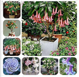 100 pcs mix colors bonsai fragrant flower dwarf brugmansia datura seeds rare brugmansia angel trumpets for home garden plants