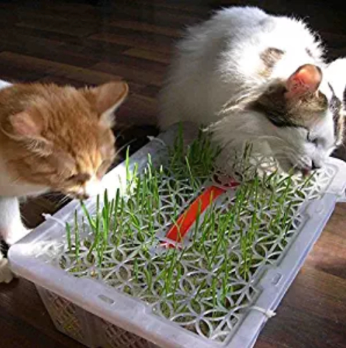 Higarden Cat grass seed grass seed eating kittens 200 pcs