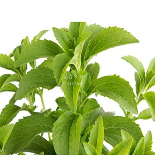 400 Stevia Herbs Seeds Green Herb