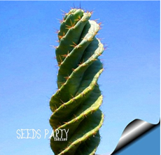 10Seed/Bag cactus Rebutia variety flowering color mini plant succulent