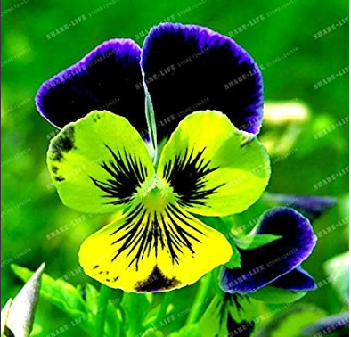 100 Seeds Pansy Seeds Wavy Viola Tricolor Flower Seeds