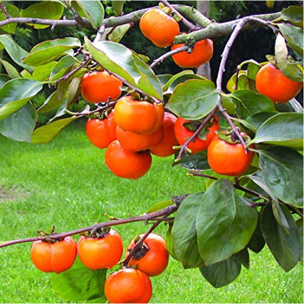 Rare Persimmon Seed Organic Non-GMO  Juicy Succulent fruit trees 20 pcs/bag