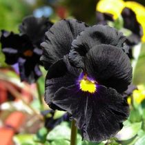 Viola Pansy Clear Chrystals Black 50 Seeds Garden Seeds
