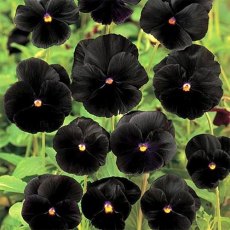 Viola Pansy Clear Chrystals Black 50 Seeds Garden Seeds