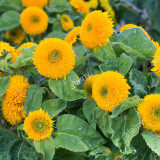 Giant Sunflower Teddy Bear 40 pcs Seeds