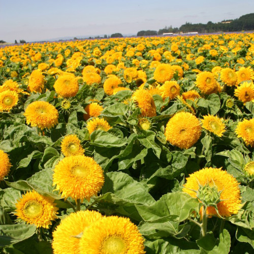 Giant Sunflower Teddy Bear 40 pcs Seeds