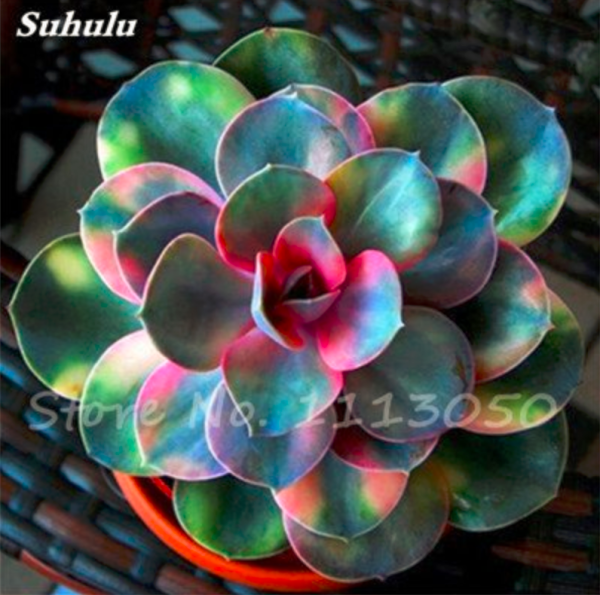 Echeveria Seeds Green Red Pink Yellow Colorful Succulent Plants