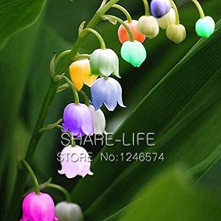 + Bell Orchid Seeds Campanula Flowers Flower Plants Convallaria Seed 100 Seeds Black