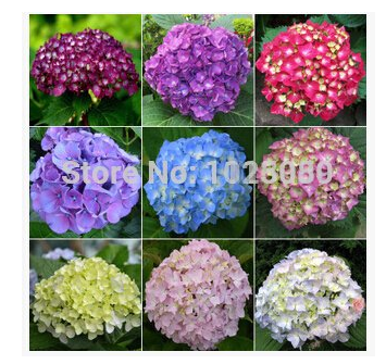 100pcs/pack hydrangea seeds, potted balcony, planting is simple, budding rate of 95%, radiation absorption, mixed colors