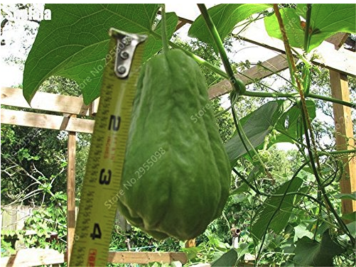 30 pcs/ bag Bonsai Chayote Seeds Outdoor Non-GMO Succulent Pumpkin Fruit Vegetables Bonsai Potted Plant for Flower Pot Planters