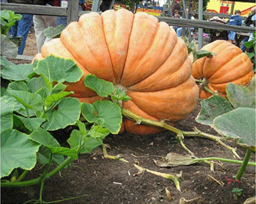 20Pcs Super Large Pumpkin Seeds