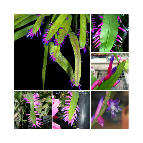 Wittia Amazonica Amazing Epiphyllum seeds 5PCS