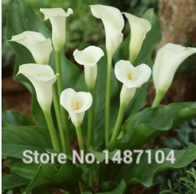 50PCS Cream White Calla Lily Seeds (Zantedeschia aethiopica)