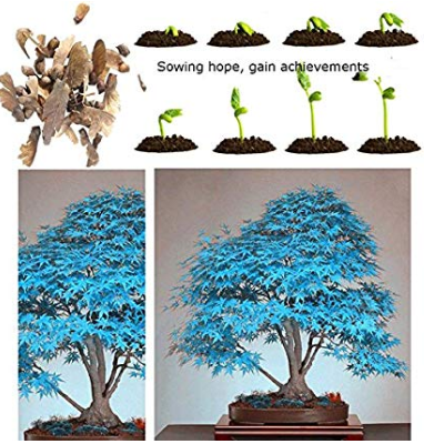 Us 1 35 Maple Tree Palatum Bonsai 20pcs Purple Blue Ghost Japanese Flower Seeds Tree Seeds Potted Plant For Home Garden M Deargogo Com