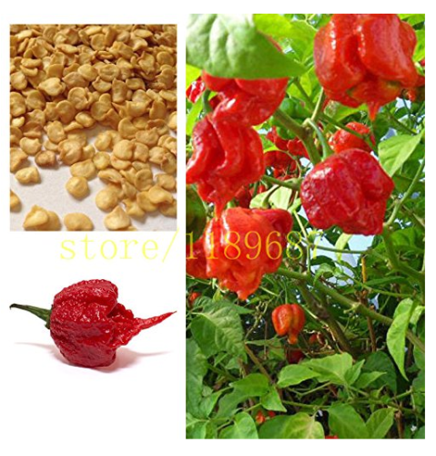 200 pcs ghost pepper chili seeds vegetable Fresh Rare Red Carolina Reaper Pepper Seeds (hot chilli )