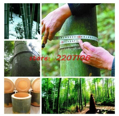 40/100+ seeds Giant Wholesale-Large Phyllostachys pubescens moso bamboo seeds, produce edible fired, 100% real